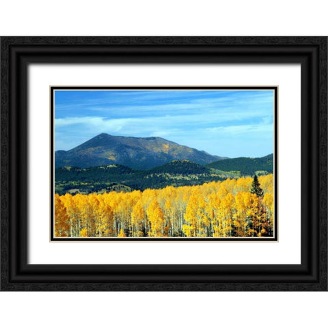 Aspens of Autumn II Black Ornate Wood Framed Art Print with Double Matting by Taylor, Douglas