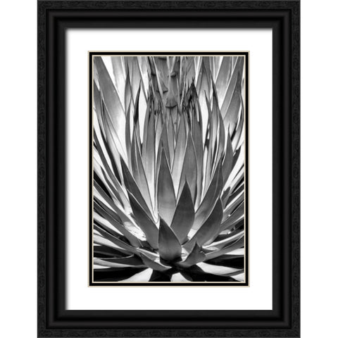 Agave Finale BW Black Ornate Wood Framed Art Print with Double Matting by Taylor, Douglas