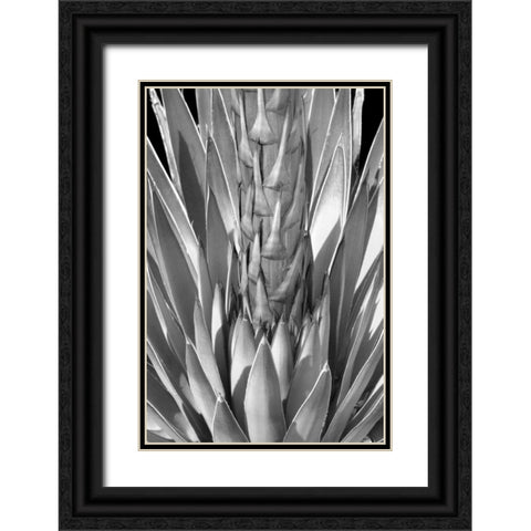 Flowering Agave BW Black Ornate Wood Framed Art Print with Double Matting by Taylor, Douglas