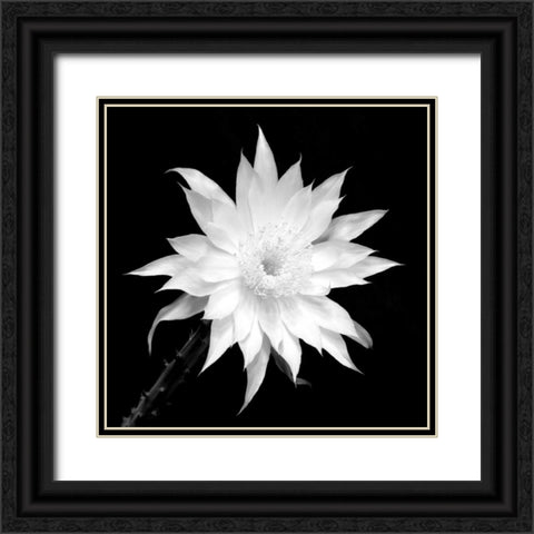Penocereus Greggii BW Black Ornate Wood Framed Art Print with Double Matting by Taylor, Douglas