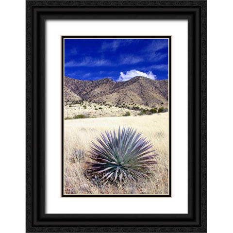 Desert Grasslands II Black Ornate Wood Framed Art Print with Double Matting by Taylor, Douglas