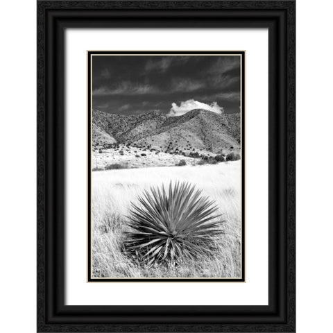 Desert Grasslands II BW Black Ornate Wood Framed Art Print with Double Matting by Taylor, Douglas