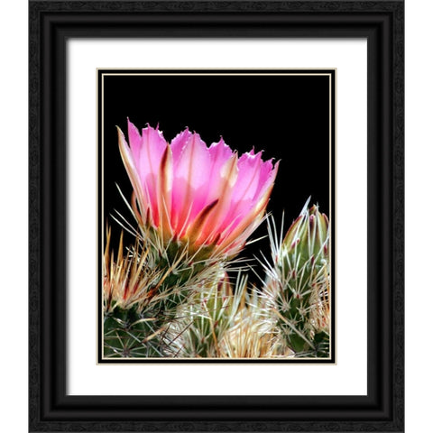 Armed and Beautiful Black Ornate Wood Framed Art Print with Double Matting by Taylor, Douglas