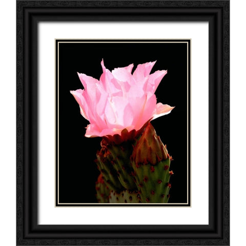 Beaver Tail Cactus Flower Black Ornate Wood Framed Art Print with Double Matting by Taylor, Douglas
