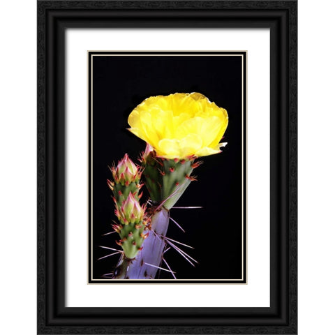 Beginning the Month of Yellow Black Ornate Wood Framed Art Print with Double Matting by Taylor, Douglas
