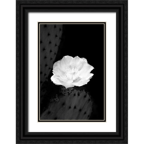 Prickly Pear Cactus Blossom BW Black Ornate Wood Framed Art Print with Double Matting by Taylor, Douglas