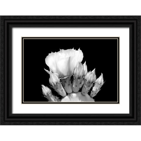 Prickly Pear Blossom and Buds BW Black Ornate Wood Framed Art Print with Double Matting by Taylor, Douglas