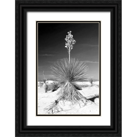 Yucca At White Sands I Black Ornate Wood Framed Art Print with Double Matting by Taylor, Douglas