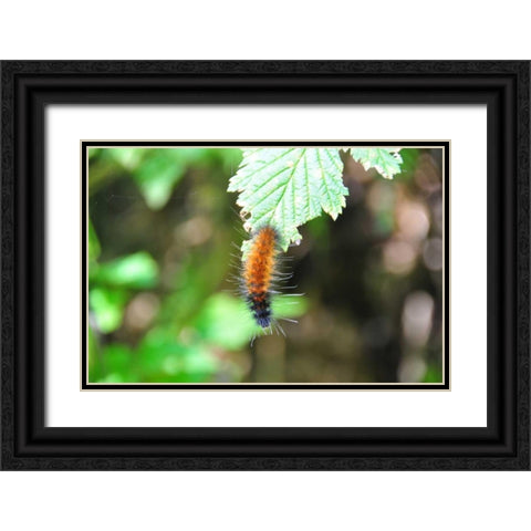 Caterpillar on Leaf I Black Ornate Wood Framed Art Print with Double Matting by Thomas, Logan