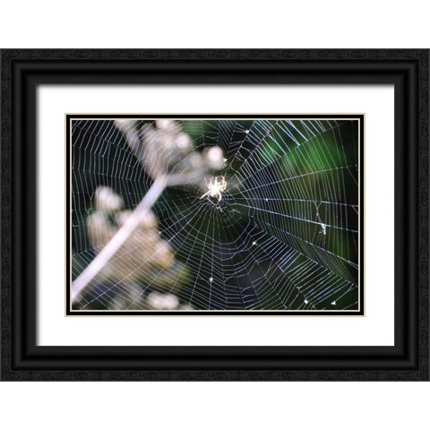 Spiderweb II Black Ornate Wood Framed Art Print with Double Matting by Thomas, Logan
