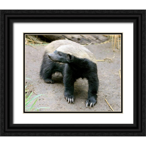 Badger II Black Ornate Wood Framed Art Print with Double Matting by Underdahl, Dana