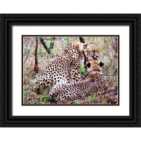 Safari Cheetah II Black Ornate Wood Framed Art Print with Double Matting by Underdahl, Dana