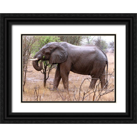 African Elephant I Black Ornate Wood Framed Art Print with Double Matting by Underdahl, Dana