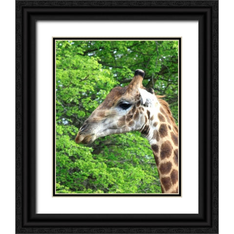 Giraffe III Black Ornate Wood Framed Art Print with Double Matting by Underdahl, Dana