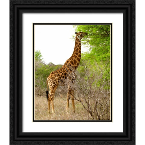 Giraffe Walk III Black Ornate Wood Framed Art Print with Double Matting by Underdahl, Dana