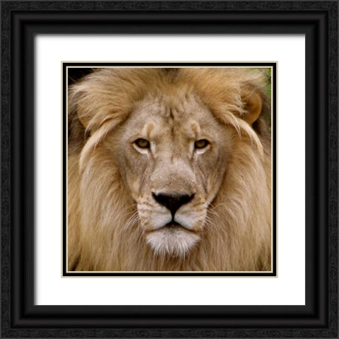 Male Lion Black Ornate Wood Framed Art Print with Double Matting by Underdahl, Dana