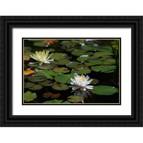 White Water Lily II Black Ornate Wood Framed Art Print with Double Matting by Underdahl, Dana