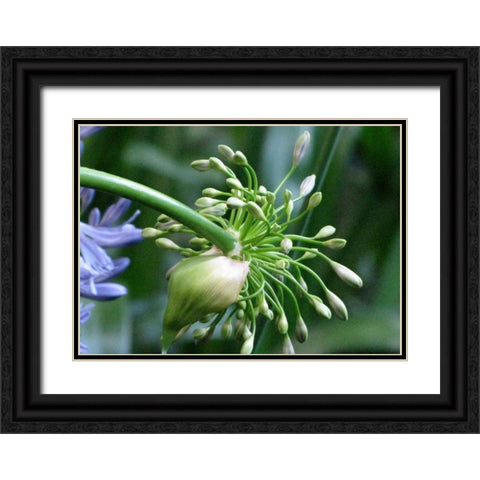 Flower Pod Black Ornate Wood Framed Art Print with Double Matting by Underdahl, Dana