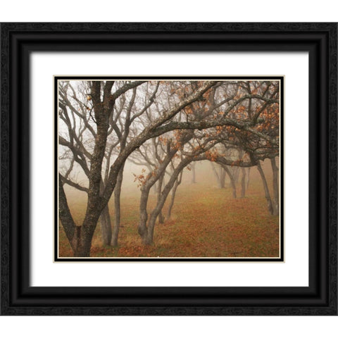 Misty Oaks II Black Ornate Wood Framed Art Print with Double Matting by Geyman, Vitaly