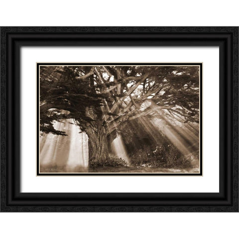 Moses Tree Black Ornate Wood Framed Art Print with Double Matting by Geyman, Vitaly