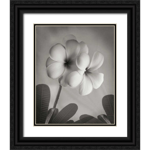 Plumeria I Black Ornate Wood Framed Art Print with Double Matting by Geyman, Vitaly