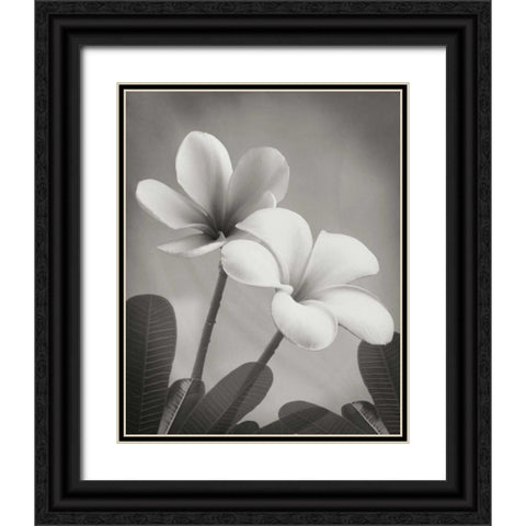 Plumeria II Black Ornate Wood Framed Art Print with Double Matting by Geyman, Vitaly
