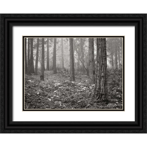 Pine Tree Grove III BandW Black Ornate Wood Framed Art Print with Double Matting by Geyman, Vitaly