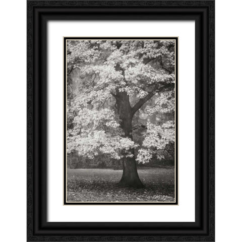 Autumn in Paris II BandW Black Ornate Wood Framed Art Print with Double Matting by Geyman, Vitaly