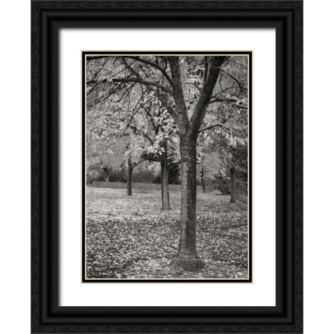 Fall Tree Grove I BandW Black Ornate Wood Framed Art Print with Double Matting by Geyman, Vitaly