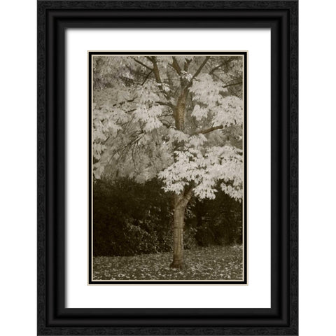 Fall Maple Fever VII Black Ornate Wood Framed Art Print with Double Matting by Geyman, Vitaly