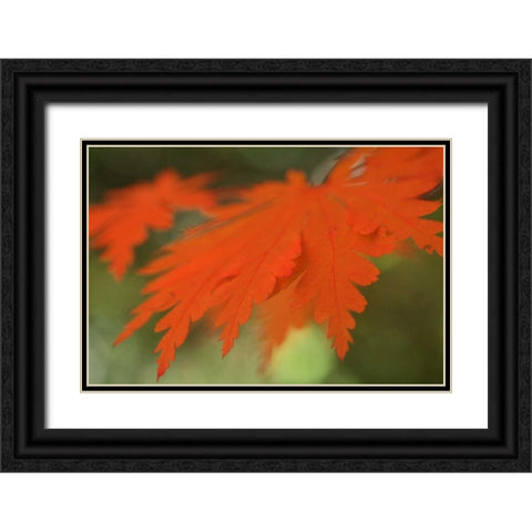 Autumn Leaf Mirage II Black Ornate Wood Framed Art Print with Double Matting by Geyman, Vitaly