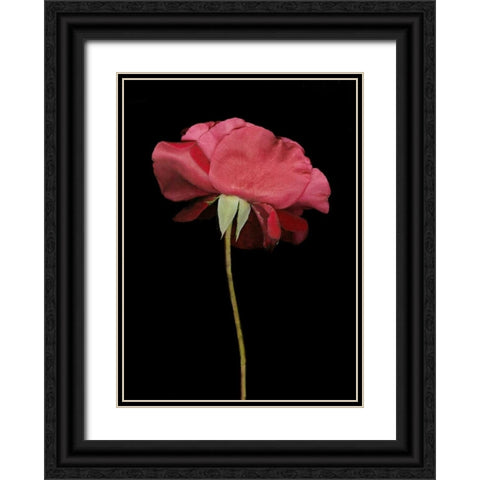 Red Rose I Black Ornate Wood Framed Art Print with Double Matting by Geyman, Vitaly