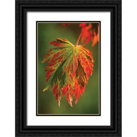 Autumn Leaf Paradise I Black Ornate Wood Framed Art Print with Double Matting by Geyman, Vitaly