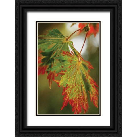 Autumn Leaf Paradise II Black Ornate Wood Framed Art Print with Double Matting by Geyman, Vitaly