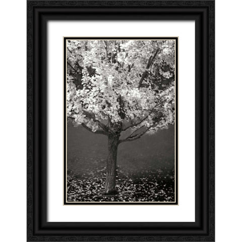Maple Beauty II BandW Black Ornate Wood Framed Art Print with Double Matting by Geyman, Vitaly