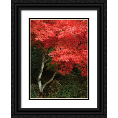 Maple Beauty I Black Ornate Wood Framed Art Print with Double Matting by Geyman, Vitaly