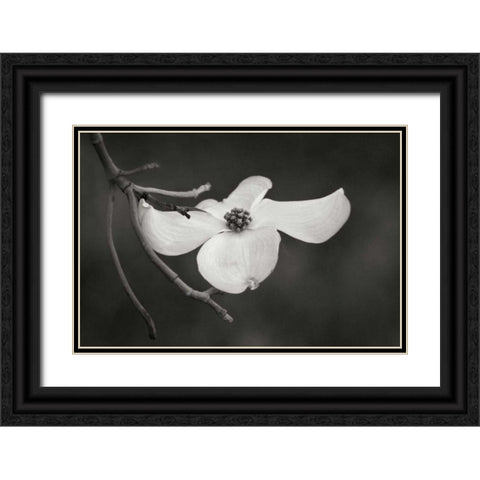 Dogwood Delicacy I BandW Black Ornate Wood Framed Art Print with Double Matting by Geyman, Vitaly