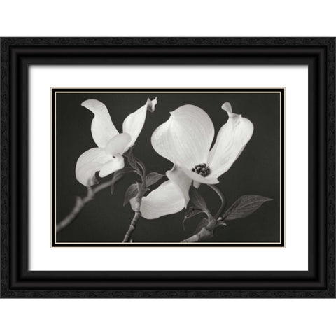 Dogwood Delicacy II BandW Black Ornate Wood Framed Art Print with Double Matting by Geyman, Vitaly
