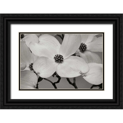 Dogwood Delicacy III BandW Black Ornate Wood Framed Art Print with Double Matting by Geyman, Vitaly