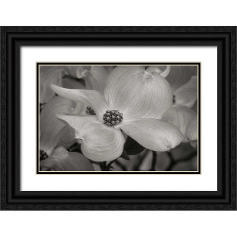 Dogwood Delicacy IV BandW Black Ornate Wood Framed Art Print with Double Matting by Geyman, Vitaly