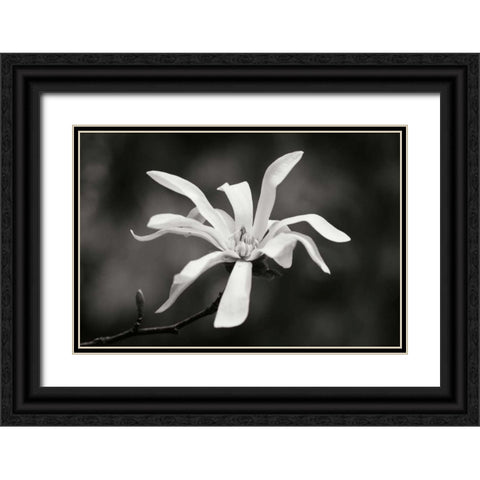Magnolia Dreams I Black Ornate Wood Framed Art Print with Double Matting by Geyman, Vitaly