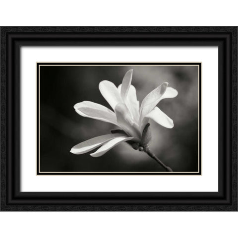 Magnolia Dreams II Black Ornate Wood Framed Art Print with Double Matting by Geyman, Vitaly