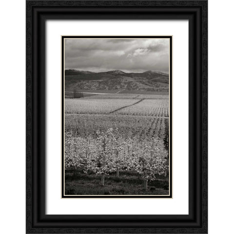 Pear Orchard I Black Ornate Wood Framed Art Print with Double Matting by Geyman, Vitaly