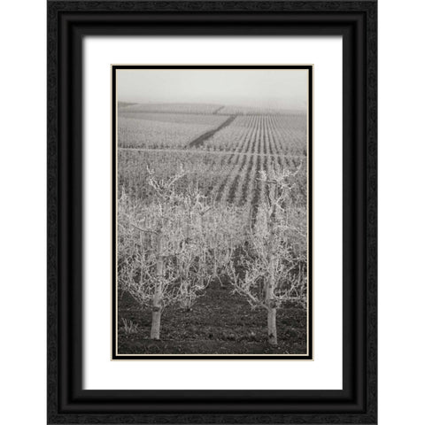 Pear Orchard II Black Ornate Wood Framed Art Print with Double Matting by Geyman, Vitaly