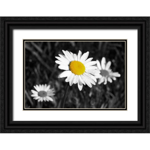 Morning Daisy II Black Ornate Wood Framed Art Print with Double Matting by Geyman, Vitaly