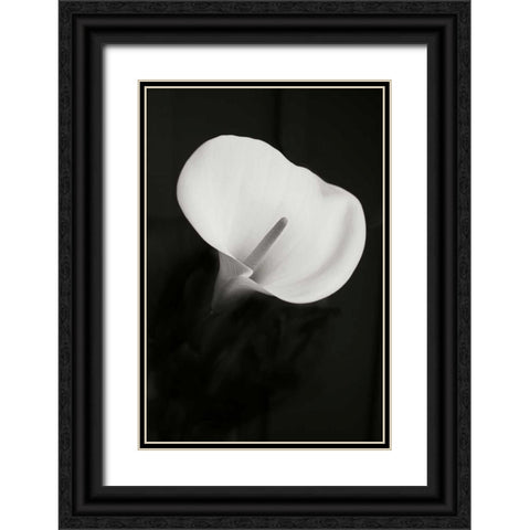 Calla Lily Perfection II Black Ornate Wood Framed Art Print with Double Matting by Geyman, Vitaly
