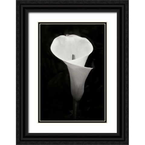 Calla Lily Perfection IV Black Ornate Wood Framed Art Print with Double Matting by Geyman, Vitaly