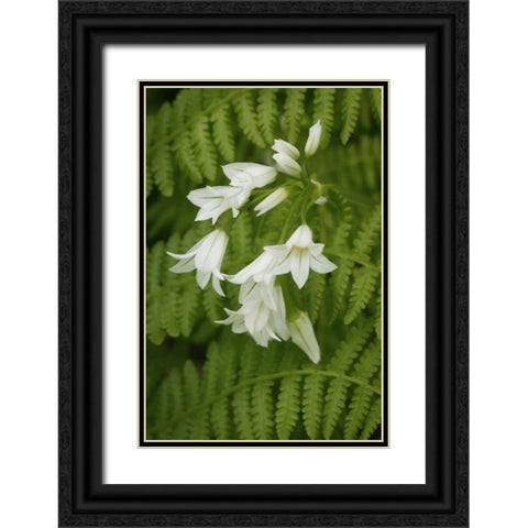 Gentle Bells II Black Ornate Wood Framed Art Print with Double Matting by Geyman, Vitaly