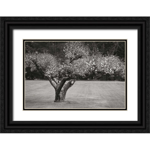 Orchard Serenity II Black Ornate Wood Framed Art Print with Double Matting by Geyman, Vitaly
