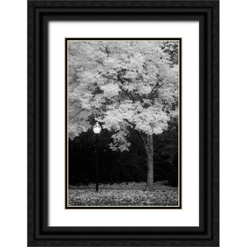 Fall Abundance IX B and W Black Ornate Wood Framed Art Print with Double Matting by Geyman, Vitaly